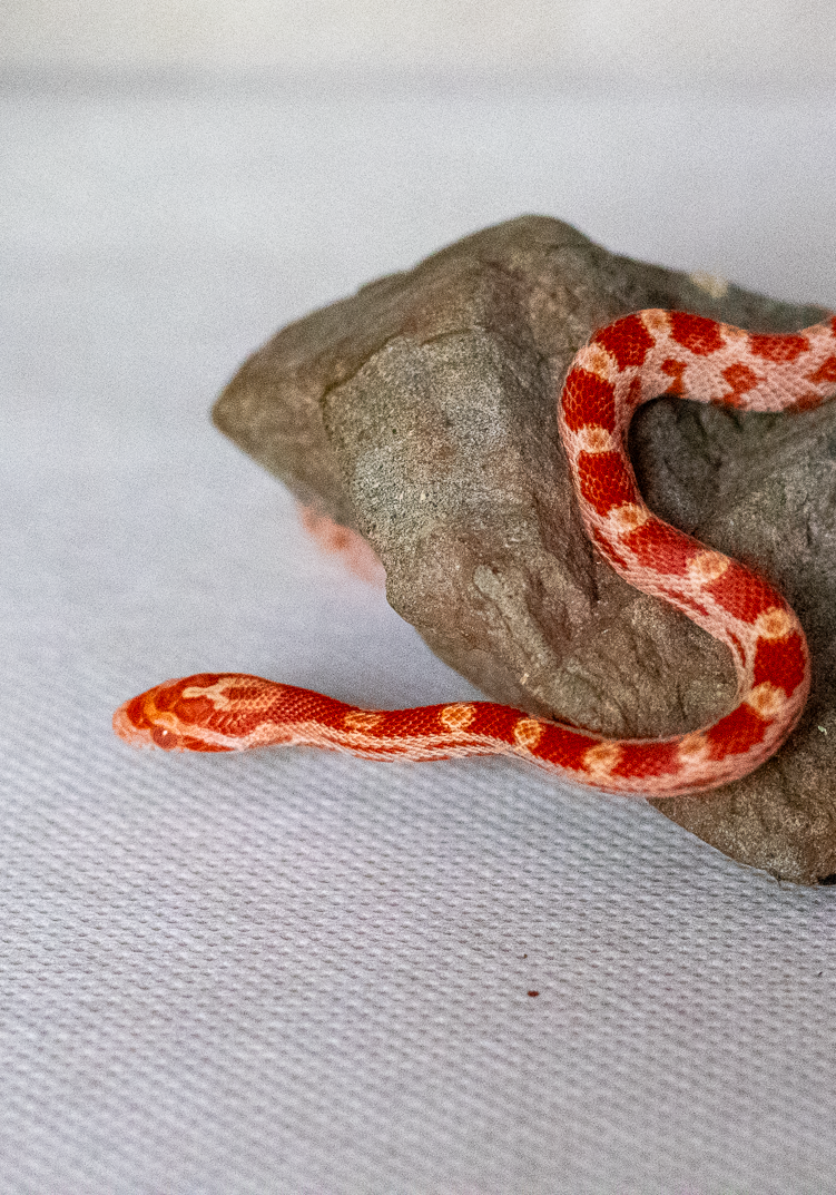 Amelanistic corn snake hatchling