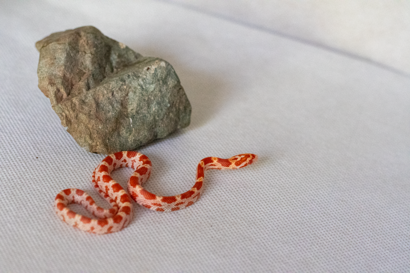 Amelanistic corn snake hatchling