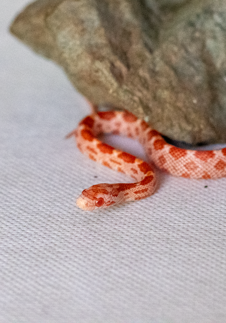 Amelanistic corn snake hatchling