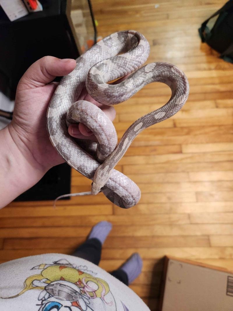 hypo lavender corn snake