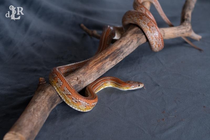 A normal tessera corn snake