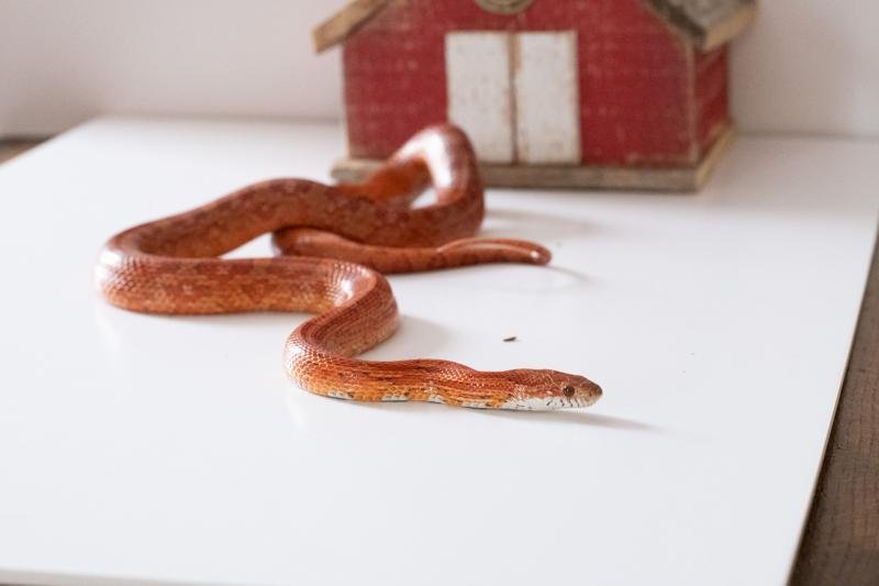 A red factor corn snake.